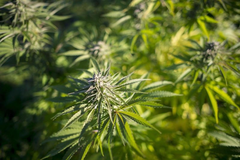 Légalisation de la marijuana: Santé Canada émet des réserves