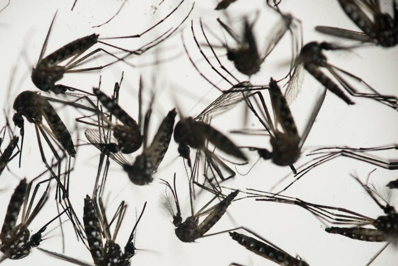 14 cas du virus Zika au Canada