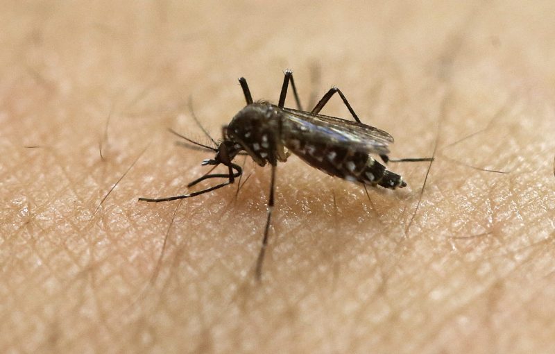 Ce que les Canadiens doivent savoir sur le Zika