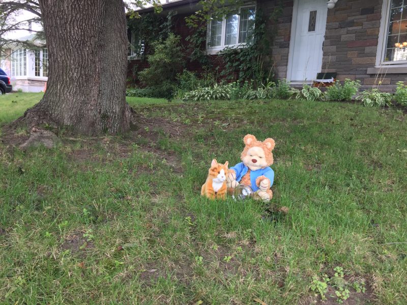 Vendredi après-midi, deux toutous se trouvaient sur le terrain avant de la maison  de Cheryl Bau Tremblay.