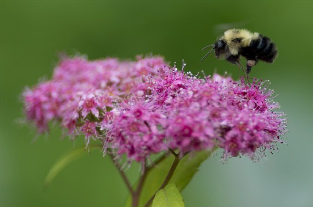 La population d'insectes pollinisateurs est en déclin.