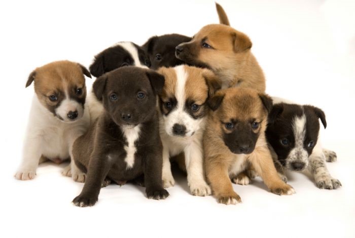 Les gens qui souhaitent adopter un chien sont invités à rencontrer les étudiants de Techniques de santé pour identifier la race de chien qui convient le mieux à leur style de vie. Cette rencontre permettra aux étudiants de mieux cibler les besoins des participants afin de pouvoir les conseiller le plus judicieusement possible. Les intéressés peuvent s’inscrire à l’une des deux rencontres d’une durée de 45 à 60 minutes qui se tiendront le lundi 10 avril, à 12h45, et le mardi 11 avril, à 15h30, au Cégep de Saint Hyacinthe. Info: Sylvie Giroux au 450 773-6800, poste 2649, ou: sgiroux@cegepsth.qc.ca. Date limite d’inscription: 10 mars.