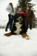 Dissidence autour du parc canin