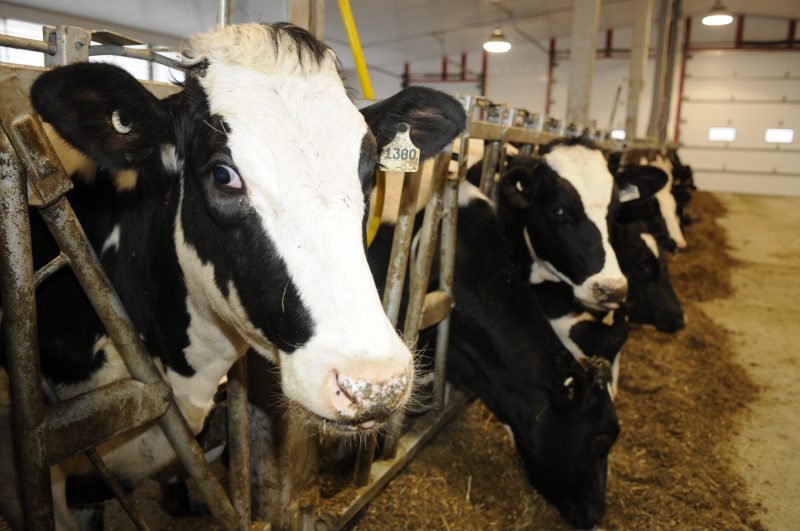 Le taux de décroissance d'entreprises laitières en 20 ans dans la région est supérieur à l'ensemble de la Montérégie.