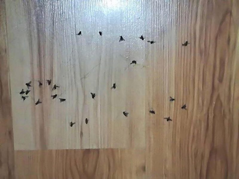 Depuis quelques semaines, plusieurs résidents vivent pratiquement en colocation avec les mouches.