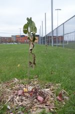 Belœil et Mont-Saint-Hilaire plantent plus d’arbres qu’elles n’en abattent