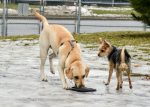 Belœil veut déménager son parc canin