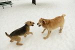 Le parc canin déménagera sur Radisson