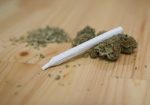 Une première culture de cannabis dans la région