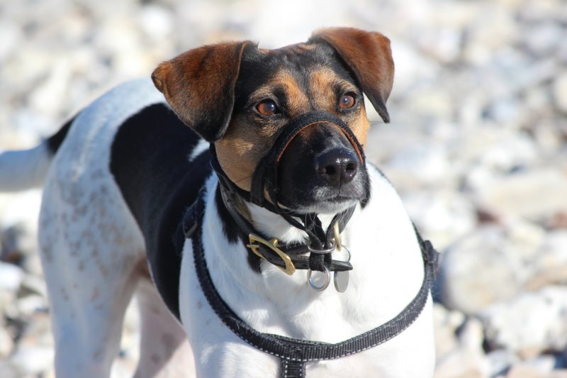 Photo showing a small brown (brindle), black and white Jack Russell terrier dog, which has been pictured playing on a pebbly beach in the sunshine. The dog is wearing a harness lead and collar, with a flexible, adjustable muzzle on its mouth / nose, to stop it possibly biting children and other passersby on the beach.