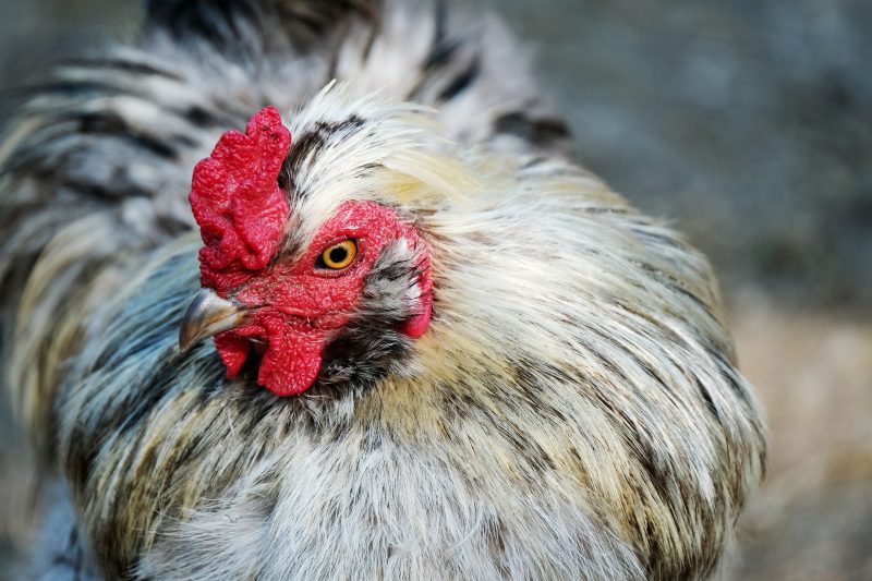 Les poules urbaines ne sont pas permises à Belœil. Photothèque Pixabay