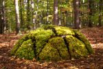 Trois gagnants pour Créations-sur- le-champ/Land art 2021