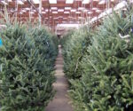 Le sapin au chemin