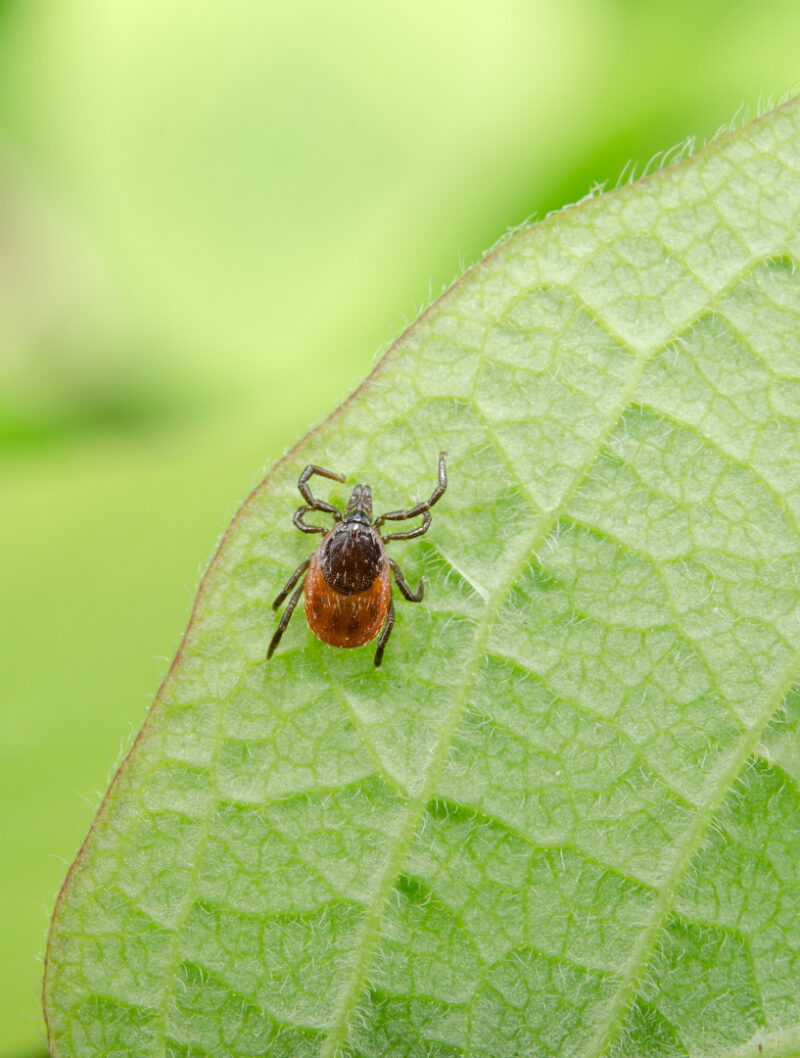 Les tiques se tiennent dans les herbes hautes, les boisés, mais aussi dans les champs, les jardins et les potagers situés tout près. Lorsqu’on entre en contact avec les herbes hautes, les tiques peuvent s’accrocher à la peau et transmettre la maladie. Photothèque | L’Œil Régional ©