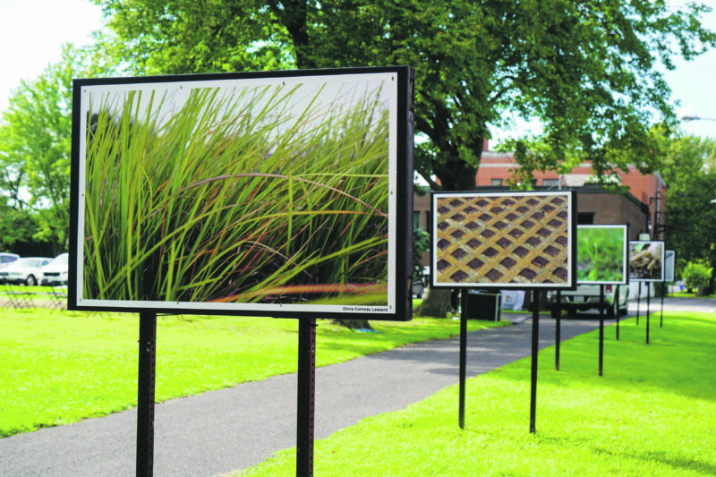 Les 34 meilleures photographies macro de 15 jeunes de Belœil sont actuellement mises en valeur au parc des Patriotes, à proximité de l’hôtel de ville de Belœil. Photo François Larivière | L’Œil Régional ©