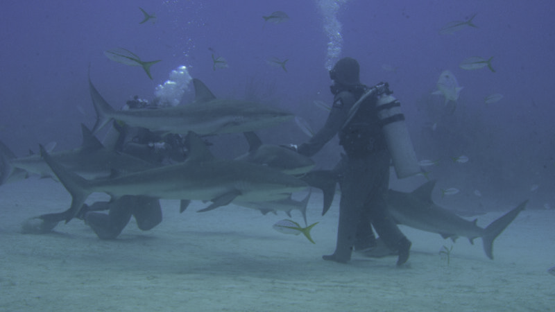Claudia Gilbert a eu l'occasion de voir des requins de très, très près! Photo TV5