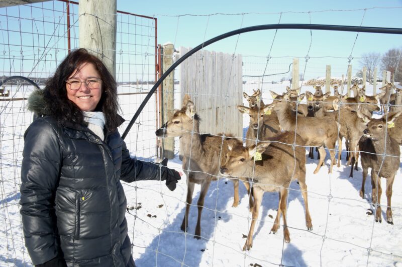 Sylvie Van Dersmissen, propriétaire de la Ferme Makavy, en compagnie de cerfs rouges à Saint-Charles-sur-Richelieu. Photo Robert Gosselin | L’Œil Régional ©