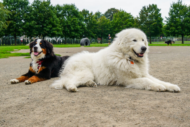 Selon la mairesse de Belœil, Nadine Viau, l’actuel parc canin est bien mieux aménagé que la plupart des autres qu’elle a visités. C’est pourquoi la Ville va concentrer ses énergies pour l’implantation d’un deuxième parc plutôt que de faire des ajouts majeurs sur celui déjà en place. Photothèque