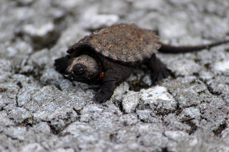 Bébé tortue serpentine
Photo Thalie Desaulniers, Connexion Nature
