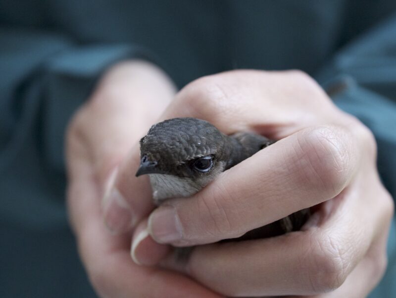 Le martinet ramoneur a connu un déclin de près de 90% de ses effectifs depuis 50 ans. Photo Isabel Fournier, Connexion Nature.