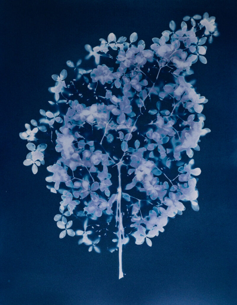 L’œuvre « Hydrangea paniculata » de Chantal Emond.
Photo Chantal Emond