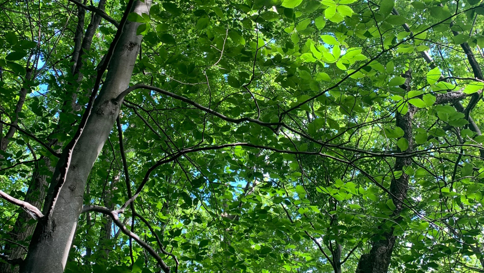 L’acquisition de ces boisés permettra à la Municipalité de créer un nouveau parc linéaire dans le secteur urbain du chemin de la Montagne. Photothèque | L’Œil Régional ©