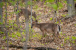 La surpopulation du cerf menace la montagne