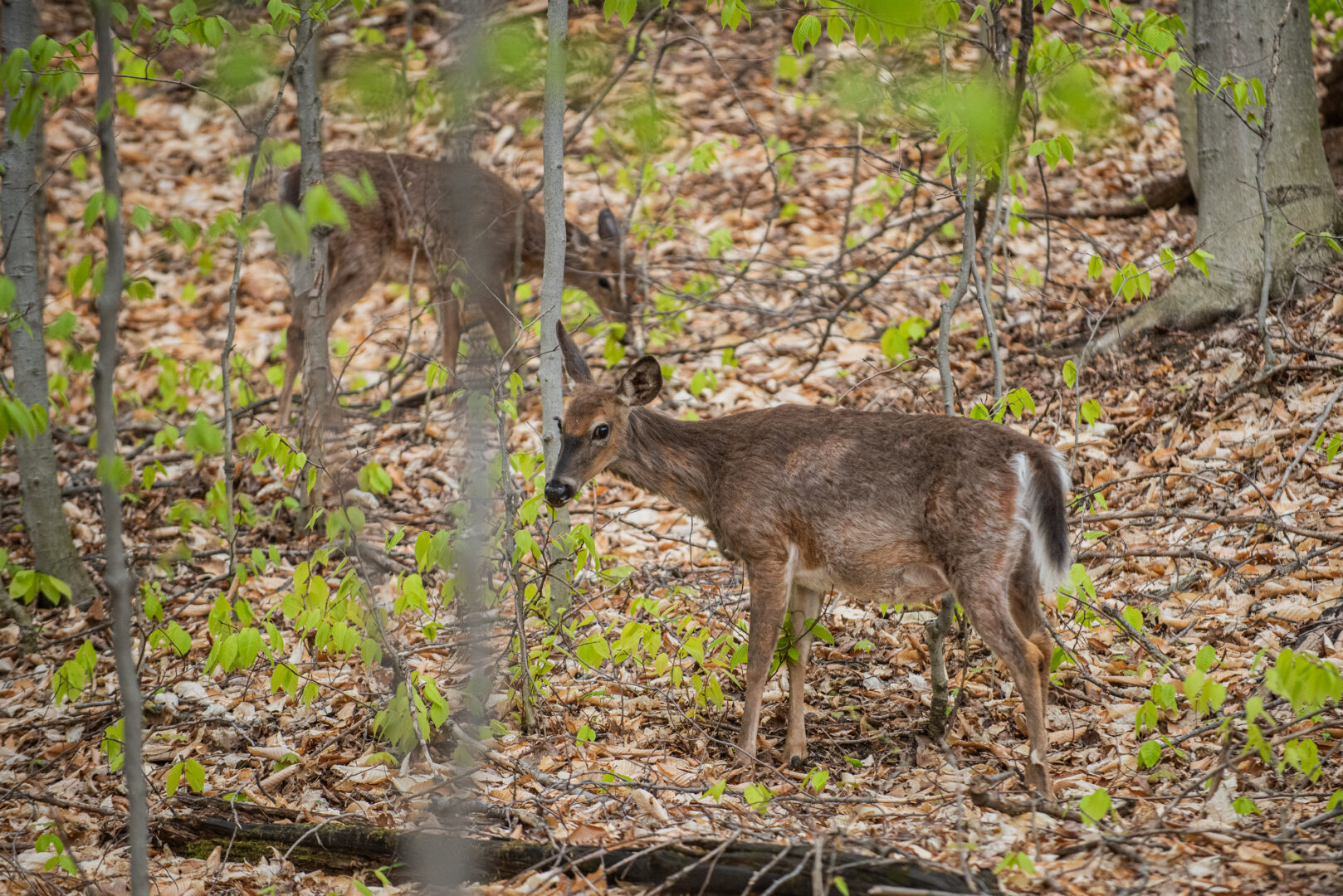 Des cerfs de Virginie se promènent sur la Réserve naturelle Gault. Photo: Alex Tran