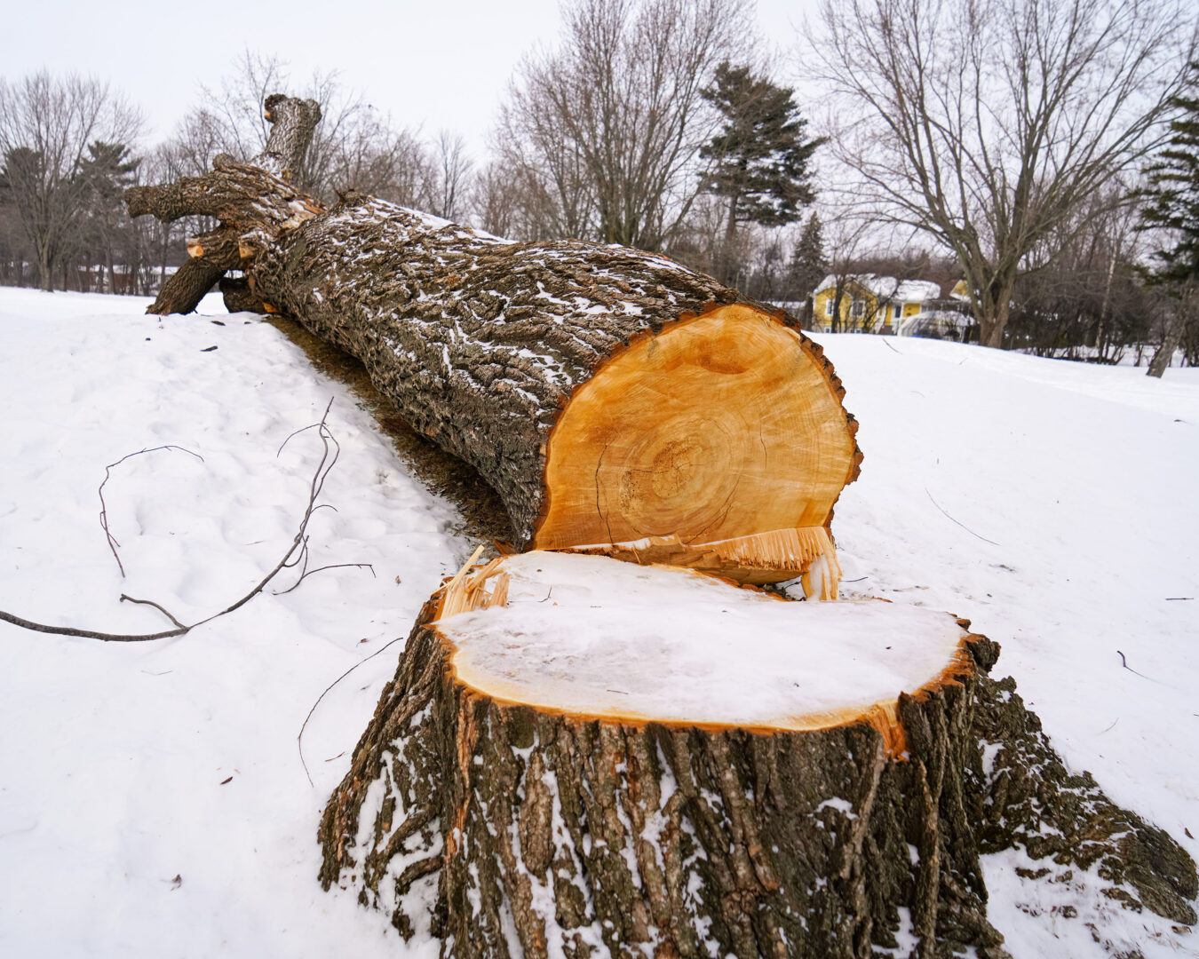 Le Club de golf Belœil a obtenu un permis pour abattre une vingtaine d’arbres matures. Photo François Larivière | L’Œil Régional ©