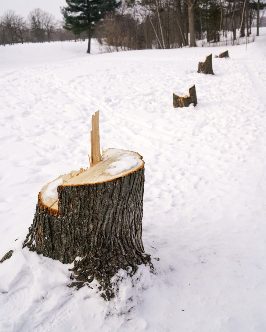 Selon le Collectif citoyen de la protection des espaces verts de Belœil, la quasi-totalité des arbres coupés étaient en parfaite santé. Photo François Larivière | L’Œil Régional ©