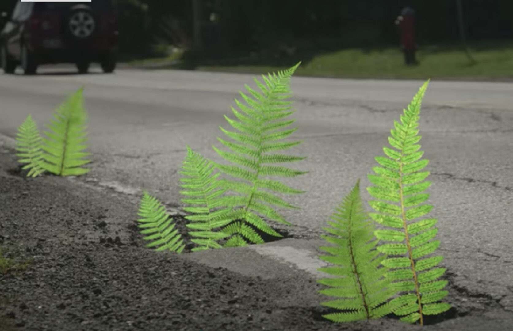La capsule vidéo montre que la route 223 est en train de se détériorer avec la prolifération de la « fougère du ministère ». Capture d’écran.